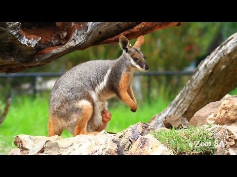 Video: Pet Scoop: Forældreløse Wallaby Går Surrogate Dad, Kød Venstre Ud af nogle Pet Food Labels