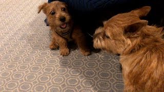 Norfolk Terrier Jaxon Won't Quit by Norfolk Terrier 1,952 views 6 years ago 3 minutes, 51 seconds