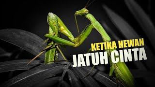 Seabsurd Apa Ketika Hewan Jatuh Cinta