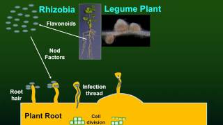 Nodulation slide animation
