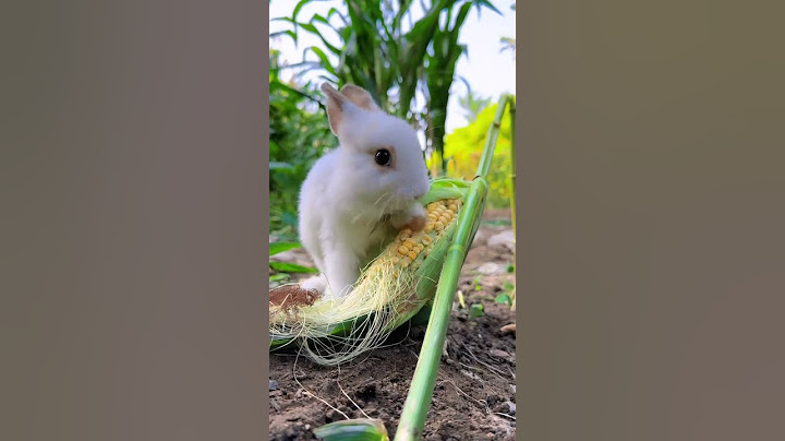 This is how the little rabbit steals corn. Cute pet debut plan. Rabbit rural little cute pet