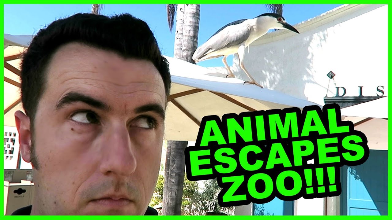 Animal Escapes Zoo - YouTube