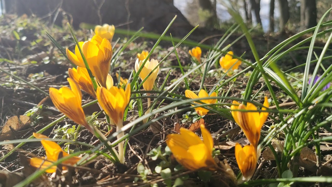 Ciekawostki o krokusach i uprawie szafranu. Zwiastun wiosny Kosaćce. odcinek 34