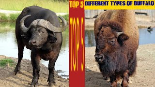 Top 5 different types of Buffaloes.... and their habitat