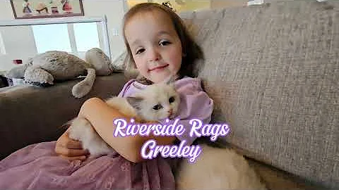 Watch the video about Blue Bicolor ragdoll kitten - Riverside Rags Greeley