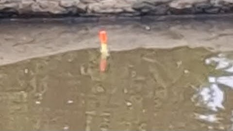 Câu cá rô phi ngay ổ cá ăn vũ bão cong cần rít cước 