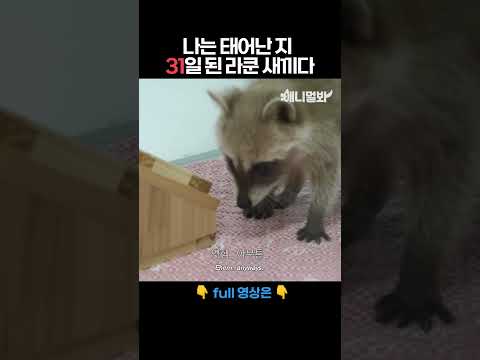 나는 태어난 지 31일된 라쿤 새끼다 [애니멀봐 나새끼 6호] #애니멀봐 #shorts