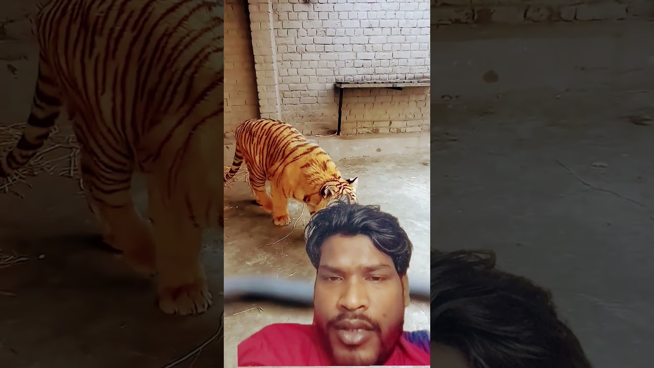 chidiyaghar Mein Sher 🐅 dekhne gaye to 