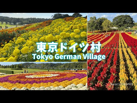 東京ドイツ村 秋の花が見頃を迎えています(マリーゴールド、マム、ケイトウ)2024年11月4日 千葉県袖ケ浦市