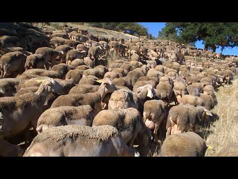 Troupeau de moutons