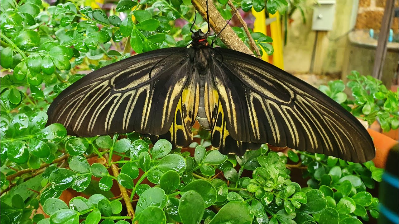 Birdwing Butterfly@Firsttimebyncn