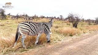 Discover the Majestic Zebra Herd in Kruger National Park #wildlife