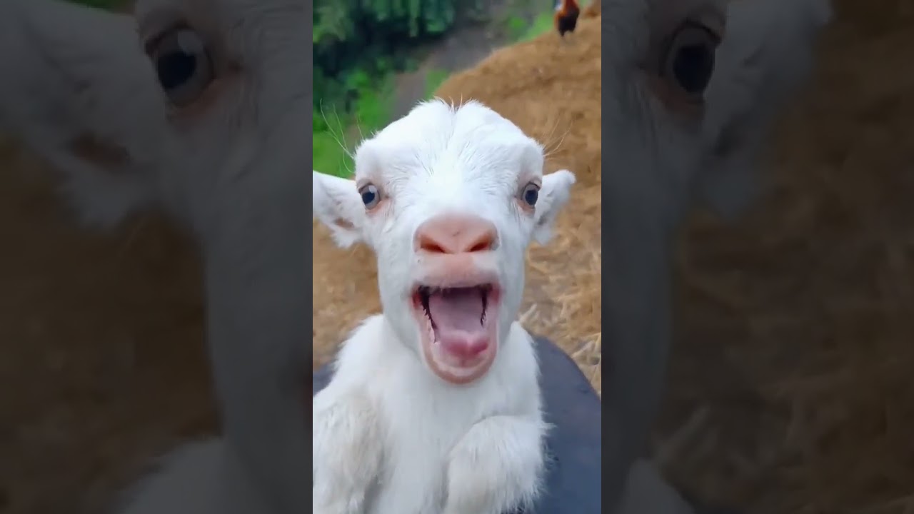 Baaaaaaah 