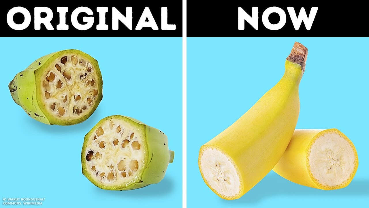 You Wouldn t Recognize These 16 Foods In The Past YouTube