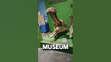 I saw dinosaurs at the museum in South Bend indiana