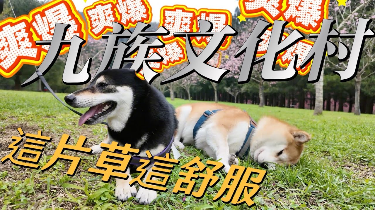 九族文化村/南投/親子/櫻花/寵物友善景點/旅遊