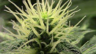 S10:E5 Dutch Passion, Dr.Krippling autoflower cannabis grow update