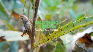Grasshopper chirps close-up | Nature Scenery | Animals: Insects | Nature Free stock video footage