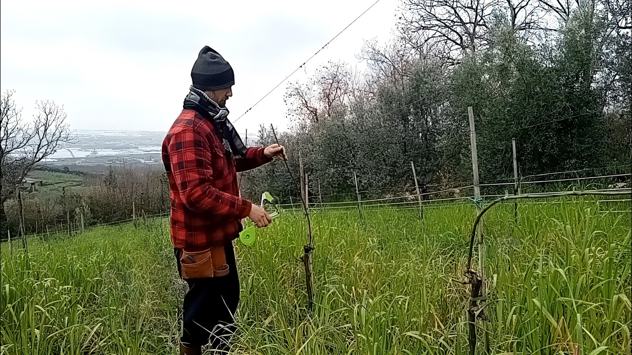 La manutenzione invernale del vigneto: tutti i passaggi!