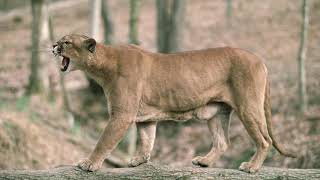Mountain Lion Audio Calls By Odfw Wildlife Technician Scott Napoli Sept 2020