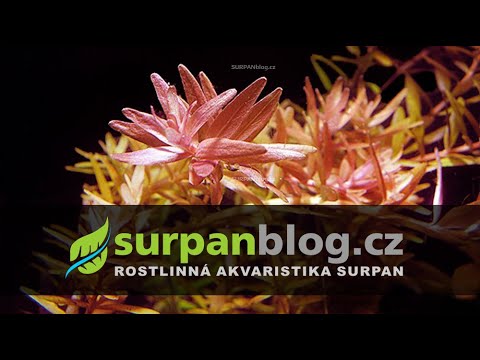 rotala rotundifolia kolovka rotundifolia