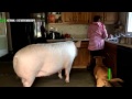 Подложили свинью: купленный канадской парой мини-пиг вырос до трёх центнеров