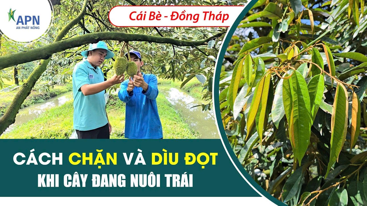 APN - CHẶN VÀ DÌU ĐỌT CHO VƯỜN TRÁI 30 NGÀY TUỔI