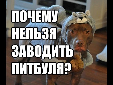 Человек собаке друг!!! - 1886758