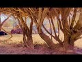 غرب السودان الباديه 
