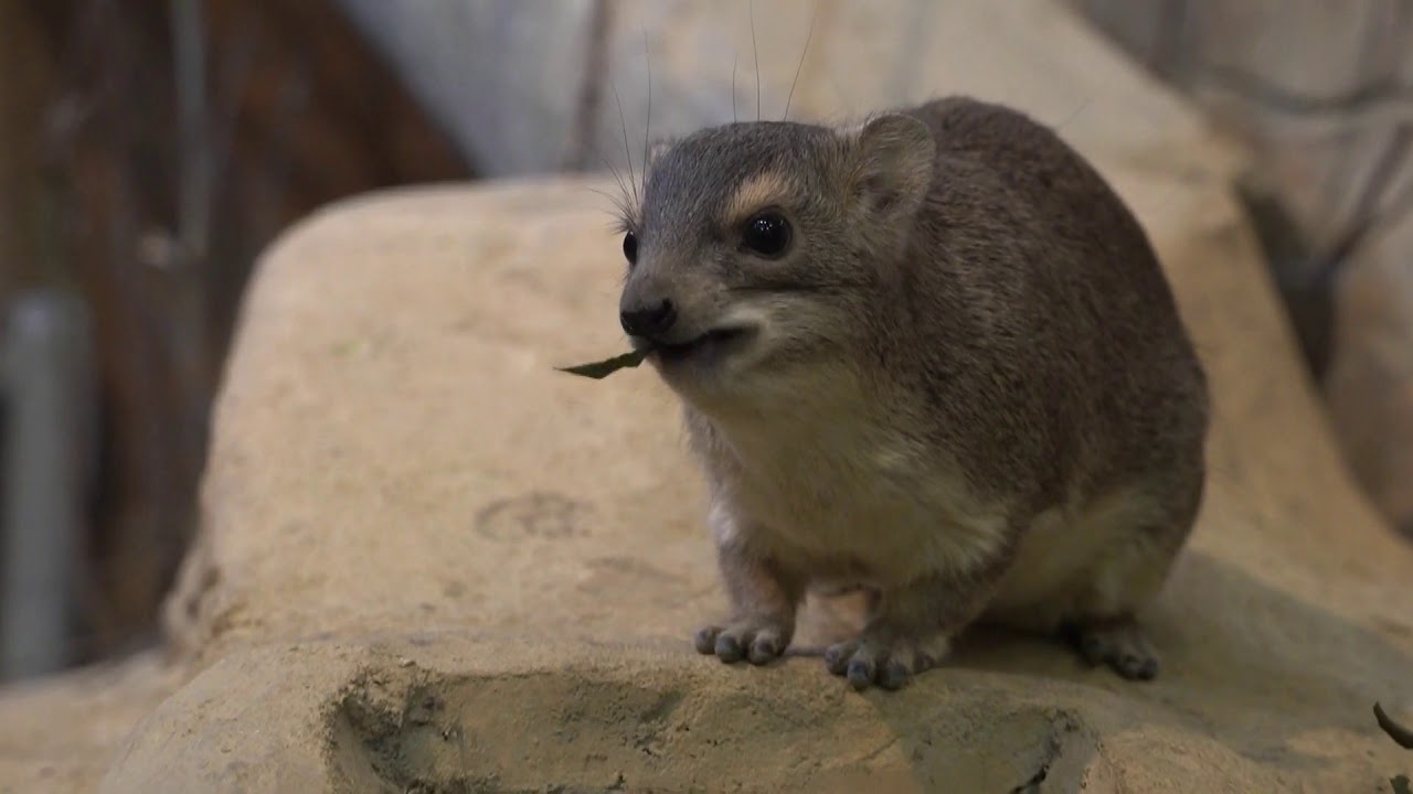 葉っぱをむしゃむしゃ キボシイワハイラックス 埼玉県こども自然動物公園 12 16 Youtube