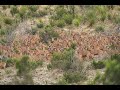 Aoudad sheep hunt in the glass mountains of west texas