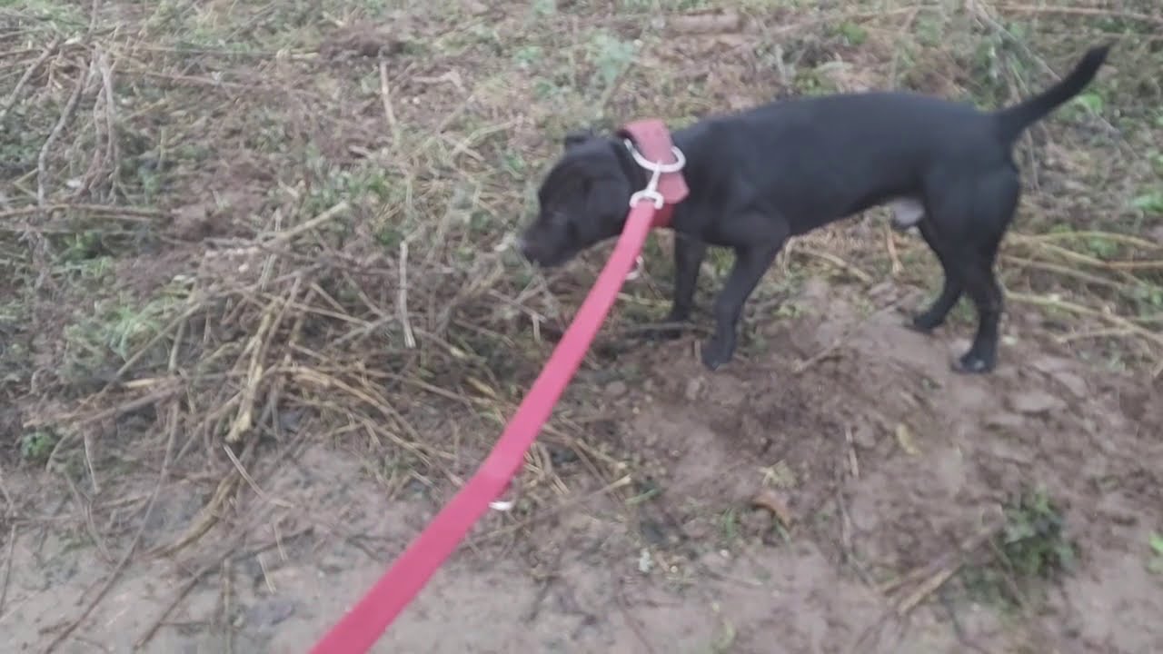 CAROLINA DOG - AMERICAN DINGO, FERAL MIXBREED, ANCIENT INDIAN DOG OR NEWLY REGISTERED DOG BREED?