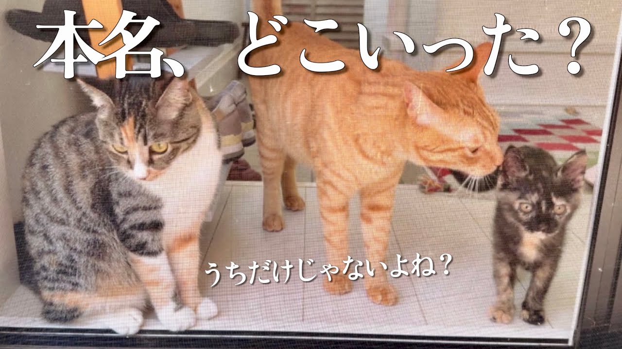猫の名前、ちゃんと呼んでますか？気づけば“本名”では呼ばなくなってい