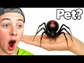 He Bought a BLACK WIDOW as a PET!