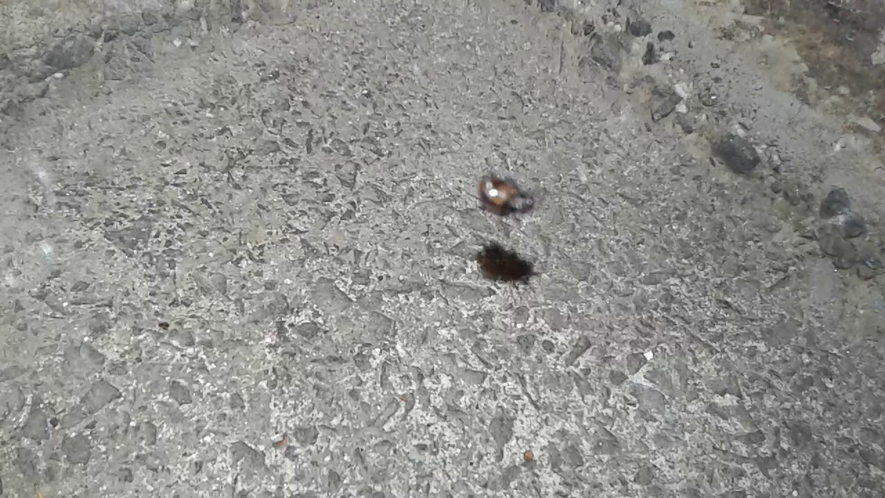 camera iphone 8 plus apk Found a spider in the basement sink