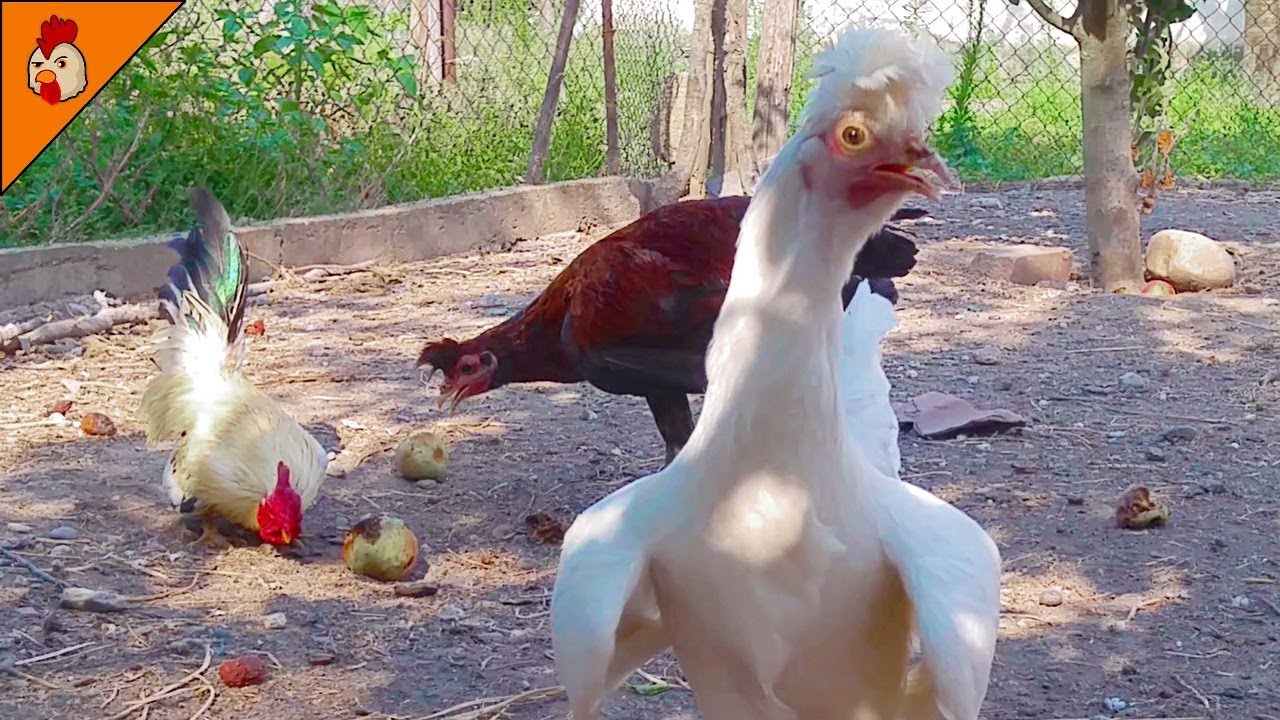 Видео про кур. Курица видео. Смешные ролики с курами. Видео петуха. Смешные видео про куриц.