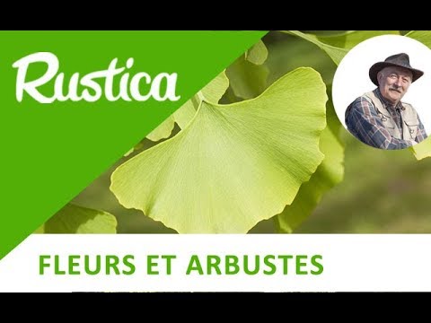 Vidéo: Ravageurs communs du Ginkgo - En savoir plus sur les insectes et les arbres Ginkgo