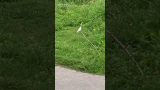 #birds #nature #naturelover #springdiaries #natureshorts #rawnature