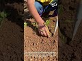 Pepper Planting Hack🌶️ #gardening