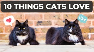 10 Things Cats Love The Most: Discover What Feline Friends Love Most!