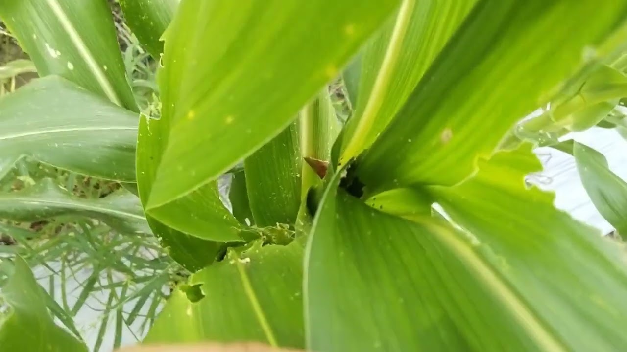 种植玉米🌽 的甜酸苦辣