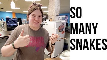 Snake Unboxing - Dozens Of Ball Pythons!
