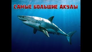 Акулы - убийцы. Акулы гиганты заполняют подводный мир!!!