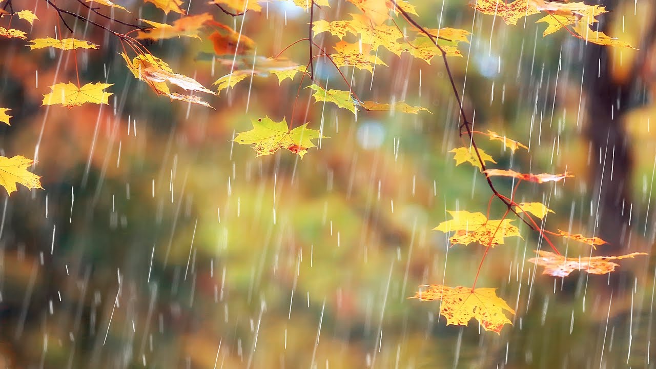 Relaxing Music & Rain Sounds ︎ Beautiful Piano Music ︎ Background Music ...