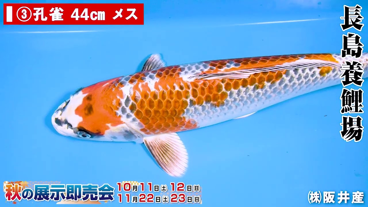 錦鯉夢屋【品評会用！】数量限定49㎝位ナイスバディ924－4，紅白(前川