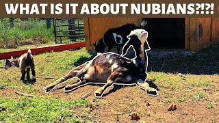 LARGE DAIRY BREED GOATS?!? WHY I LOVE MY NUBIAN GOAT and YOU WILL TOO! WHAT MAKES NUBIANS UNIQUE?!?