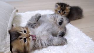 When the kitten thought he had found an interesting toy, it was the tail of his sibling cat!