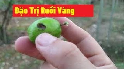 Cách Đuổi Ruồi Vàng Thế Nào Cho Hiệu Quả Trên Cây Táo Xuân, Táo Đài Loan