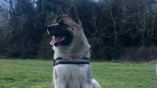 AMERICAN AKITA OBEDIENCE & RECALL TRAINING 1ST SESSION