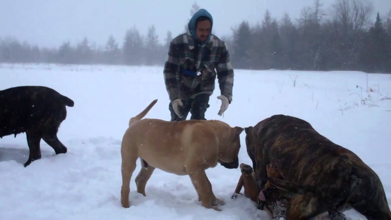 Walking the Presa pups in the cold